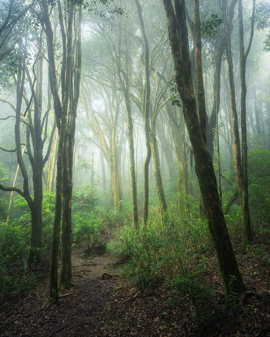 Acho que o mais difícil na fotografia de florestas é encontrar composições. Até quando as condições estão super favoráveis, como nesse dia na Serra do Papagaio.
.
A neblina ajuda muito em fotos de floresta, principalmente quando se usa grandes angulares, porque ela naturalmente separa os planos e destaca elementos, que sem ela ficariam tudo numa mesma tonalidade, e tudo muito caótico.
.
Com a neblina, o nosso cérebro naturalmente entende que o que está mais nítido e contrastado está mais próximo, e quanto mais distante os elementos, mais esfumaçados eles ficam. Isso traz profundidade na composição. Coloca o espectador como se ele estivesse lá, andando dentro da foto, sentindo o ar úmido, o cheiro de terra molhada, ouvindo o barulho dos passos andando sobre as folhas secas. E é isso que eu valorizo numa boa fotografia de paisagem.
.
Mas mesmo assim, é preciso pensar na composição. Gosto de ter um elemento principal para servir de assunto, e não deixar a foto ficar simplesmente um monte de troncos dispostos meio que aleatóriamente.
.
No caso dessa foto, vi essa árvore no meio com o tronco duplo formando um V, e montei a composição de forma que ela fosse o meu assunto, e os demais elementos da cena servem para valorizá-la.
.
Esses troncos nas laterais formam molduras, dispostos simetricamente em volta do nosso assunto (dois troncos de cada lado); e o caminho da trilha e dos matinhos formam linhas guias, que direcionam o olhar para a nossa árvore. Todo o resto está mais "esfumaçado", de forma que não chamam tanta atenção.
.
E você, costuma pensar na hora de compor a sua foto?
.
#baependi #serradopapagaio #aiuruoca #picodopapagaio #woodlands #mataatlantica #minasgerais #mg #uai #minastamen #visiteminasgerais #mountains #suldeminas #woods #floresta #parqueestadualdaserradopapagaio #landscapephotography #brnaturallandscapes #brazil_repost #brasil_destaque #ig_brasilnafoto_ #topofnatureza #melhor_brasil_ #topofbrazil #brazilnatural #fotografiadepaisagem #suafoto #brunononogaki #bestphotosinbrazil