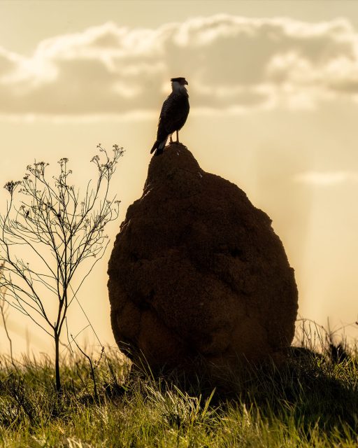 As maravilhas que fotografamos no Parque Nacional da Serra da Canastra: um carcará em cima de um cupinzeiro, e uma águia em cima da árvore.
.
As duas fotos num intervalo de menos de 30 minutos, ambas de dentro do carro mesmo enquanto voltávamos para a portaria.
.
#minasgerais #mg #serradacanastra #carcara #aguia #wildlife #birdwatching #parquenacionaldaserradacanastra #saoroquedeminas #landscapephotography #minas_que_sera_tamem #cachoeira #brazil #canastra #trekking #trilha #hiking #hikingadventures #trilheirosdobrasil #brasil_nature #brnaturallandscapes #brazil_repost #brasil_destaque #ig_brasilnafoto_ #topofnatureza #melhor_brasil_ #topofbrazil #brazilnatural #fotografiadepaisagem #landscapephotography