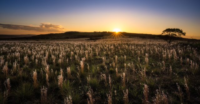 Duas fotos de um pôr do sol lindo no Parque Nacional da Serra da Canastra!
.
#minasgerais #mg #serradacanastra #riosaofrancisco #cascadanta #cachoeiracascadanta #velhochico #parquenacionaldaserradacanastra #saoroquedeminas #landscapephotography #minas_que_sera_tamem #cachoeira #brazil #canastra #trekking #trilha #hiking #hikingadventures #trilheirosdobrasil #brasil_nature #brnaturallandscapes #brazil_repost #brasil_destaque #ig_brasilnafoto_ #topofnatureza #melhor_brasil_ #topofbrazil #brazilnatural #fotografiadepaisagem #landscapephotography