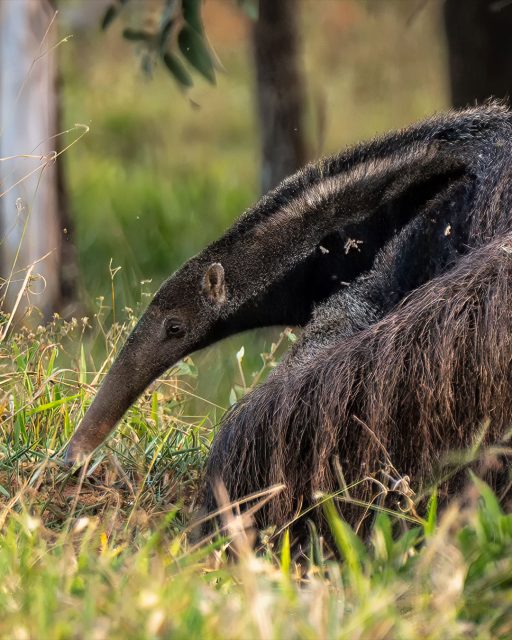 Quem aí já viu um Tamanduá-Bandeira? Tivemos a sorte de cruzar com esse simpático bichinho na Serra da Canastra!
.
Estávamos indo fotografar o pôr do sol, quando ele cruzou a estrada bem na nossa frente, e roubou a cena! Que bicho mais bonitinho!
.
Enquanto ele metia o fucinho nos buracos na terra, peguei a minha Tamron 50-400mm e consegui fazer esses clicks!
.
#minasgerais #mg #serradacanastra #complexocapaoforro #cachoeiracapaoforro #tamandua #tamanduabandeira #wildlife #parquenacionaldaserradacanastra #saoroquedeminas #landscapephotography #minas_que_sera_tamem #cachoeira #brazil #canastra #trekking #trilha #hiking #hikingadventures #trilheirosdobrasil #brasil_nature #brnaturallandscapes #brazil_repost #brasil_destaque #ig_brasilnafoto_ #topofnatureza #melhor_brasil_ #topofbrazil #brazilnatural #fotografiadepaisagem #landscapephotography