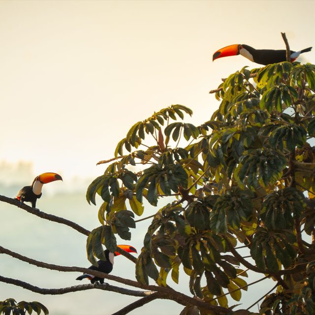 Lá estávamos nós parados em alguma estrada que corta as fazendas no entorno do Parque Nacional da Serra da Canastra, tentando fotografar uma vista do amanhecer nas montanhas, quando atrás de nós um grupo de tucanos pousou numa árvore. 
.
Estava com a lente grande angular fazendo um timelapse, e tive que desmontar tudo correndo, colocar a Tamron 50-400mm (baita lente, por sinal), e configurar tudo rapidinho para fazer esses clicks.
.
Foram apenas alguns poucos disparos que consegui fazer, antes que eles saíssem voando novamente.
.
Que cena mais bela, que ave mais linda! Ainda mais nessa luz dourada do amanhecer, com uma neblina matinal ao fundo!
.
#serradacanastra #tucanos #parquenacionaldaserradacanastra #minasgerais #mg #Brazil @tamronamericas #tamron