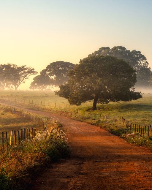 Sou apaixonado por essas paisagens rurais no amanhecer. Se olhar atentamente, parece até que dá para ouvir o som dessa foto, dos galos cacarejando bem ao longe, do canto das rolinhas, do gado andando e fazendo aquele som de pasto sendo pisado, e vez em outra um mugido para quebrar o silêncio.
.
#saoroquedeminas #serradacanastra #roça #mg #minasgerais #brazil