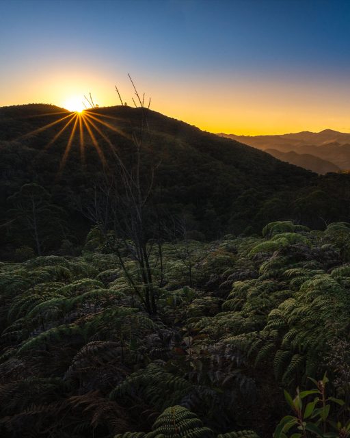 Sol nascendo na Serra da Bocaina.
.
Durante a travessia da Trilha do Ouro, nos hospedamos na Pousada do Tião, uma casinha no meio do nada, com luz elétrica escassa e uma comida maravilhosa!
.
Achei que não daria para fazer nenhuma foto de nascer do sol lá, porque com o a trilha vai descendo a serra, já estávamos muito enfiados no vale, não tendo muitas vistas para o horizonte.
.
Mas de manhãzinha, acordei para tentar alguma coisa. Foi quando o dono da pousada disse que tinha uma trilha até o "Pico do Gavião", que de lá daria para ver o sol nascendo. Peguei as minhas coisas e fui correndo para lá.
.
Eu não sei dizer o quão longa é essa trilha e o quão distante fiquei de chegar até o final dela, mas como eu estava bem cansado, e a luz já estava começando a aparecer, resolvi parar numa vista no meio da trilha mesmo e fazer esse registro. Nada mal para quem achava que nem foto de nascer do sol ía rolar! heehhe
.
#picodogaviao #serradabocaina #parquenacionaldaserradabocaina #parnaserradabocaina #trilhadoouro #caminhodemambucaba