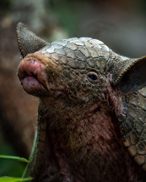 Olha um tatu passando na sua timeline!!! hahahaha
.
Esse é o tipo de foto que costuma dar zero engajamento, poucos likes, mas não por isso que num vou deixar de compartilhar essa fofurinha (só que não! hahaha) com vcs, né?! 😜
.
Cruzamos com esse tatu na Trilha do Ouro, e deu tempo de eu pacientemente montar a minha lente @tamronamericas 50-400mm e fazer uns closes no bichinho!
.
Até que ele foi bem fotogênico, né? Até fez um biquinho pra foto! hahaah
.
#serradabocaina #tatu #trilhadoouro #wildlife #wildlifephotography #armadillo #parquenacionaldaserradabocaina